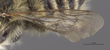 Media type: image;   Entomology 15717 Aspect: Wing front